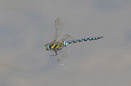 migrant hawker