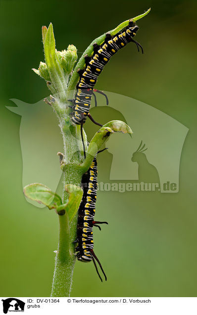 Raupe des Tigerfalter / grubs / DV-01364