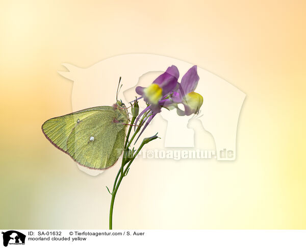 Hochmoorgelbling / moorland clouded yellow / SA-01632