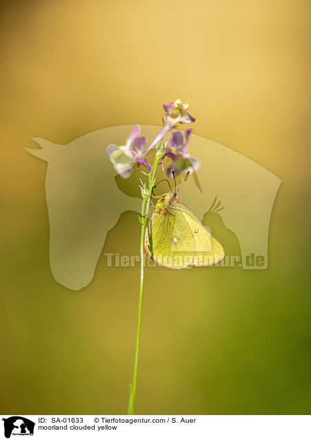 Hochmoorgelbling / moorland clouded yellow / SA-01633
