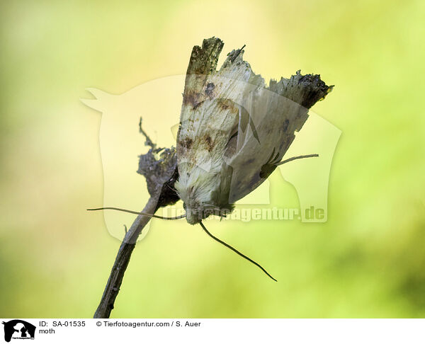moth / SA-01535
