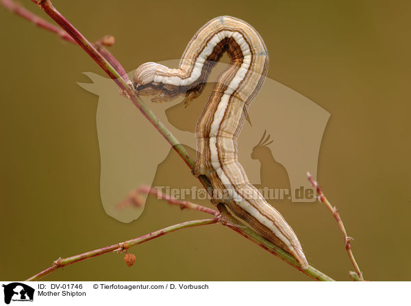 Scheck-Tageule / Mother Shipton / DV-01746
