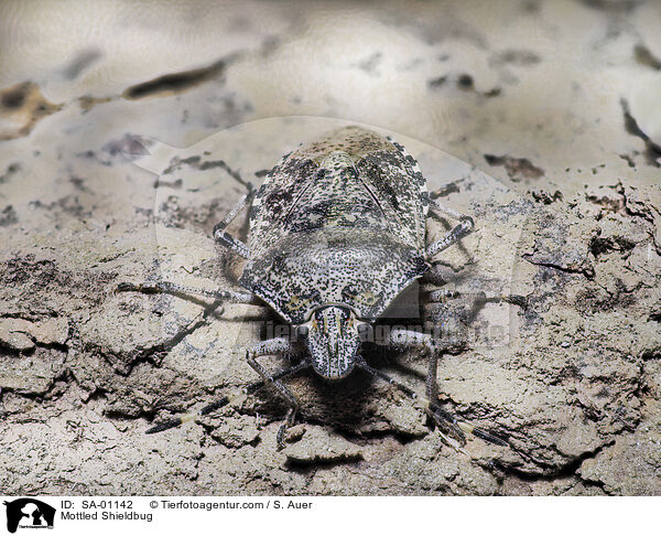 Graue Gartenwanze / Mottled Shieldbug / SA-01142