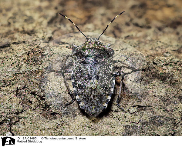 Graue Gartenwanze / Mottled Shieldbug / SA-01485