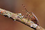 bug