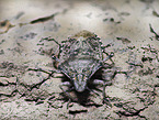 Mottled Shieldbug
