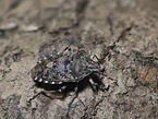Mottled Shieldbug