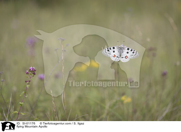 fliegender Apollofalter / flying Mountain Apollo / SI-01176