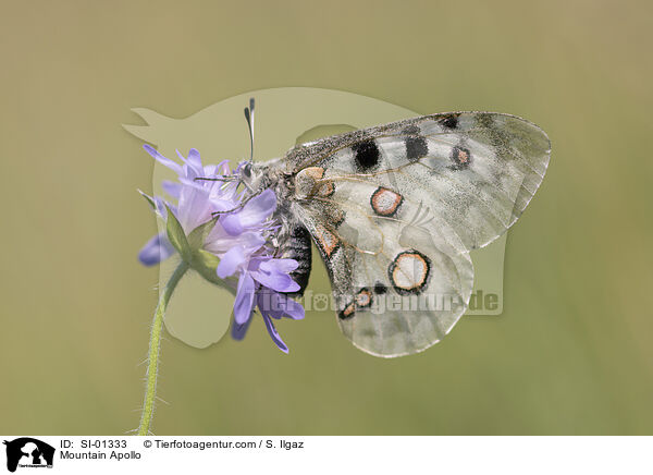 Apollofalter / Mountain Apollo / SI-01333