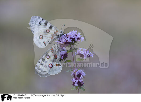 Apollofalter / mountain Apollo / SI-02471