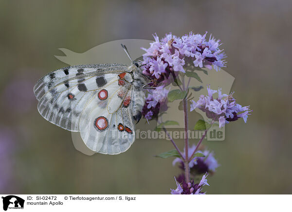 Apollofalter / mountain Apollo / SI-02472