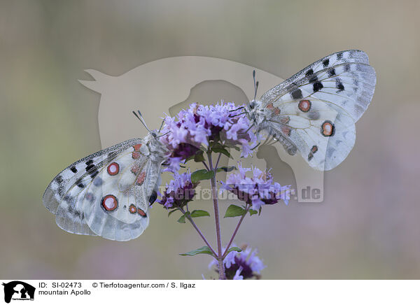 Apollofalter / mountain Apollo / SI-02473