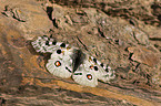 mountain apollo