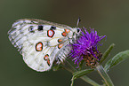 mountain apollo
