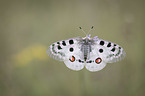 flying Mountain Apollo