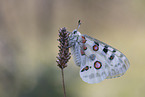 swallowtail butterfly