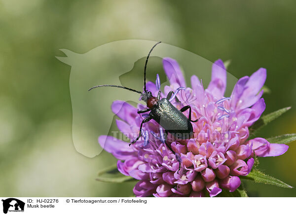 Musk beetle / HJ-02276