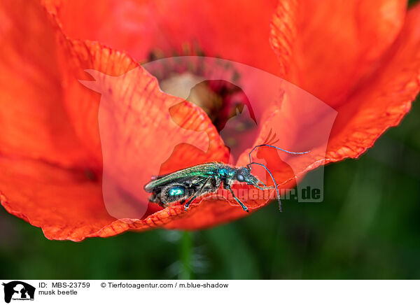 musk beetle / MBS-23759