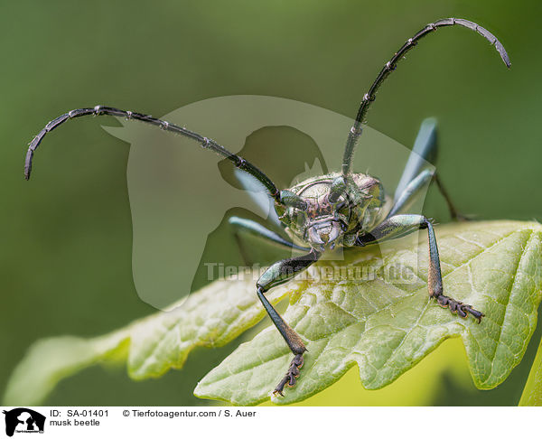 Moschusbock / musk beetle / SA-01401