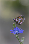 Nickerl's fritillary
