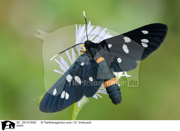 moth / DV-01600