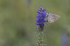 northern brown argus