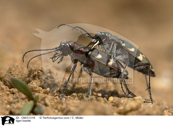 tiger beetle / CM-01316