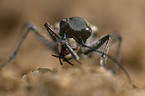 tiger beetle