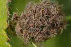 raft spiders