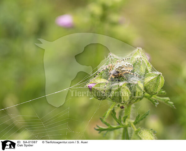 Eichblatt-Radspinne / Oak Spider / SA-01087