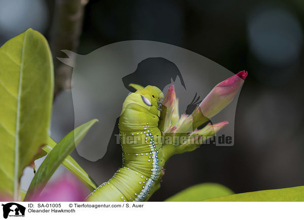 Oleanderschwärmer / Oleander Hawkmoth / SA-01005