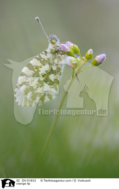 Aurorafalter / orange tip / DV-01833