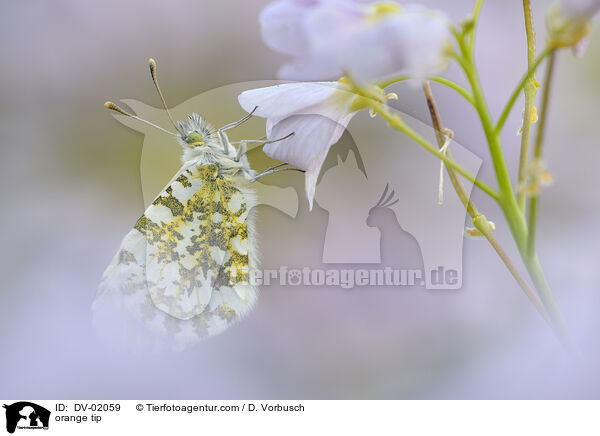Aurorafalter / orange tip / DV-02059