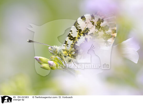 Aurorafalter / orange tip / DV-02383