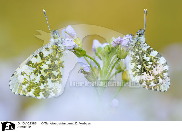 Aurorafalter / orange tip / DV-02386