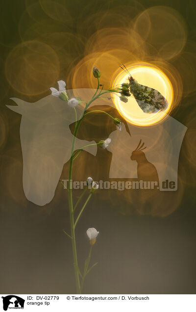 Aurorafalter / orange tip / DV-02779