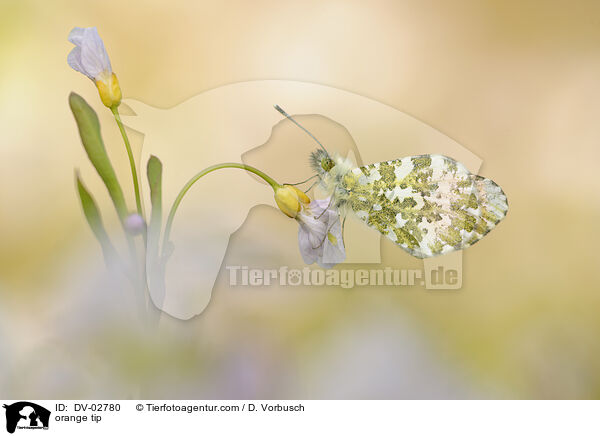 orange tip / DV-02780