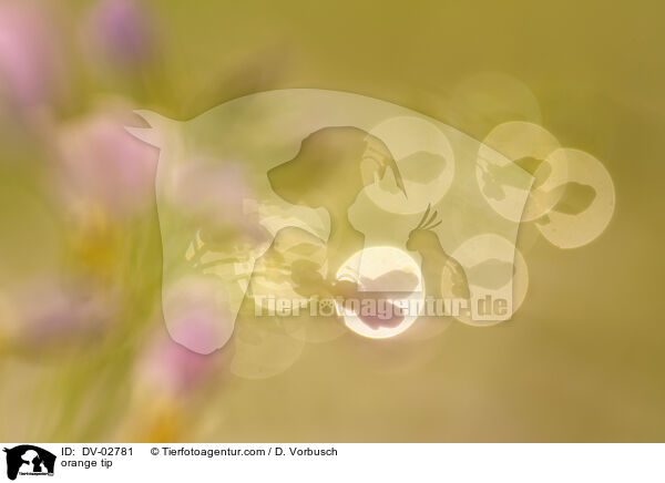 Aurorafalter / orange tip / DV-02781
