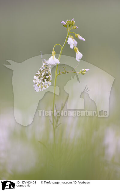 orange tip / DV-03408