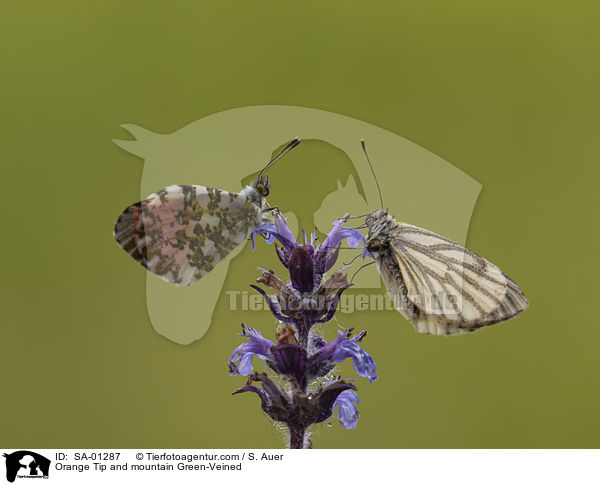 Aurorafalter und Bergweiling / Orange Tip and mountain Green-Veined / SA-01287