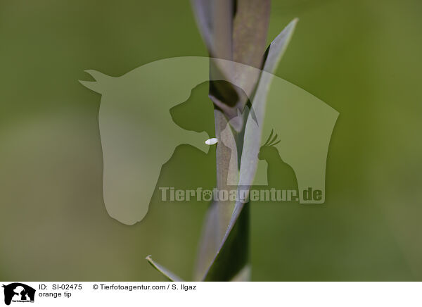 Aurorafalter / orange tip / SI-02475