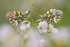 orange tips