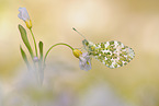 orange tip