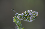 orange tip