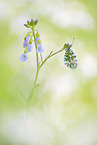 orange tip