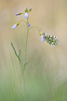 orange tip