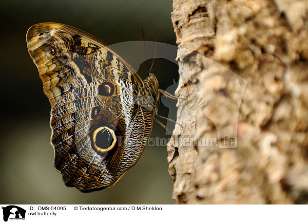 owl butterfly / DMS-04095