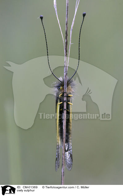 Libellen-Schmetterlingshaft / owly sulphur / CM-01369