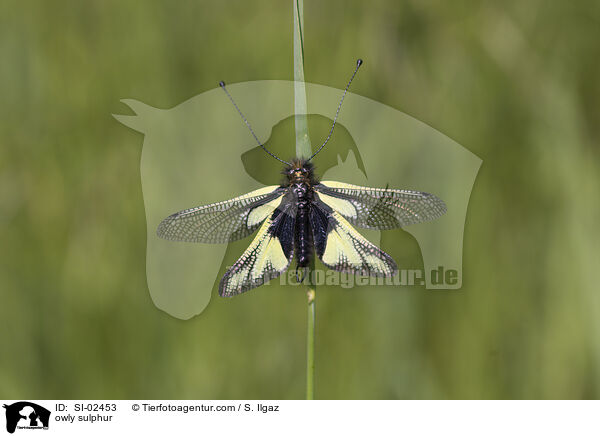 Libellen-Schmetterlingshaft / owly sulphur / SI-02453