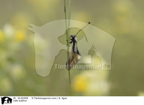 Libellen-Schmetterlingshaft / owly sulphur / SI-02456